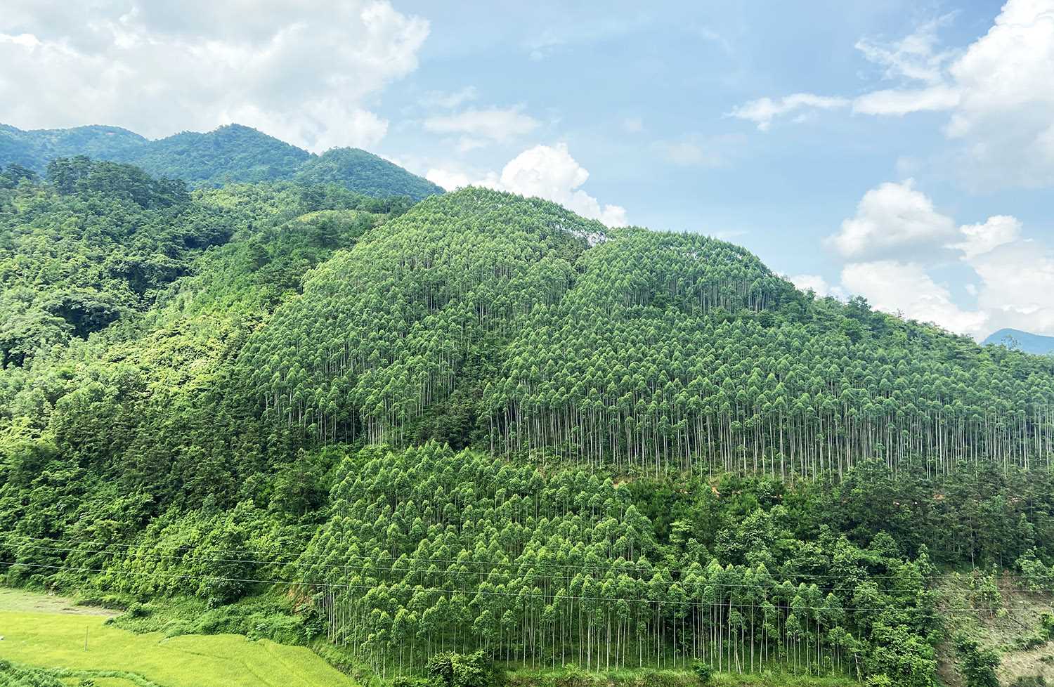 Nâng cao chất lượng rừng nhằm bảo tồn hệ sinh thái rừng và phòng, chống thiên tai đến năm 2030