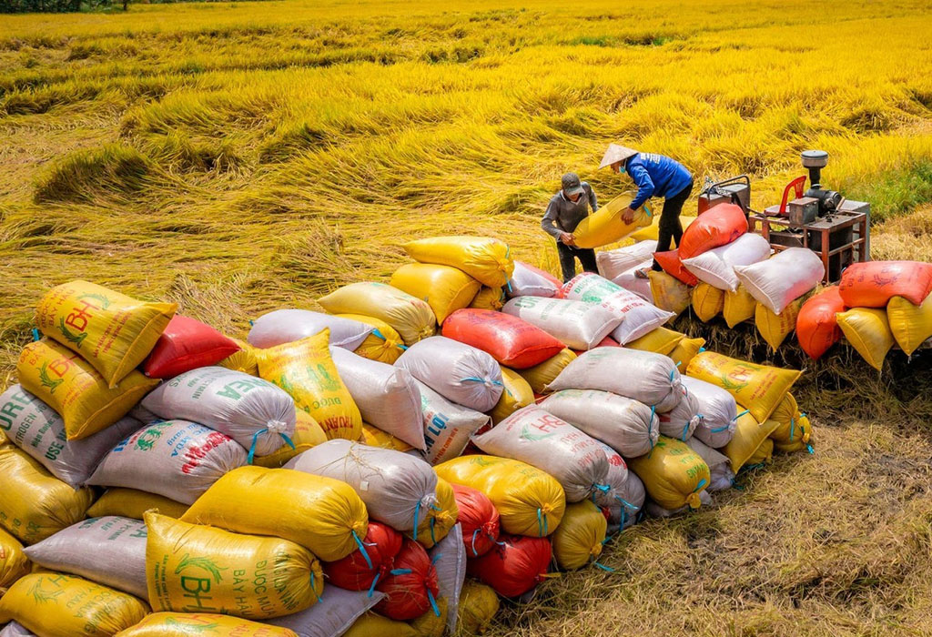 Hoàn thiện hành lang pháp lý, tạo môi trường kinh doanh minh bạch cho xuất khẩu gạo