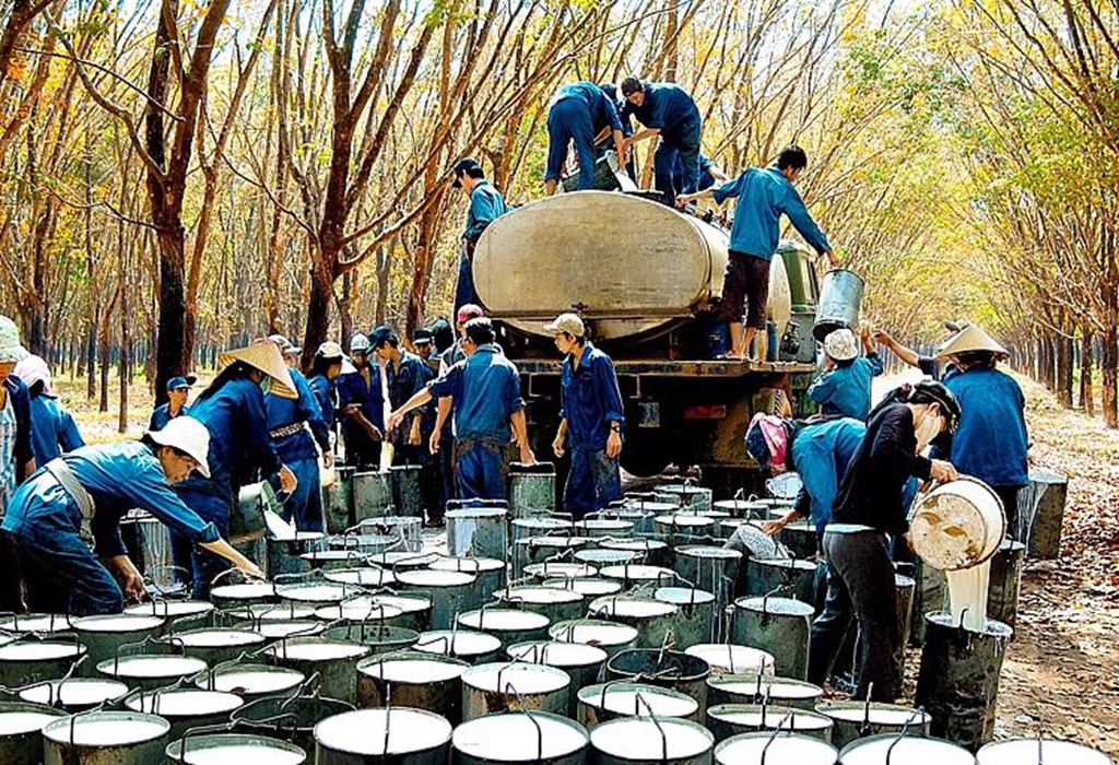 Ngành cao su hướng tới mục tiêu kim ngạch xuất khẩu đạt 3,2 tỷ USD trong năm 2024